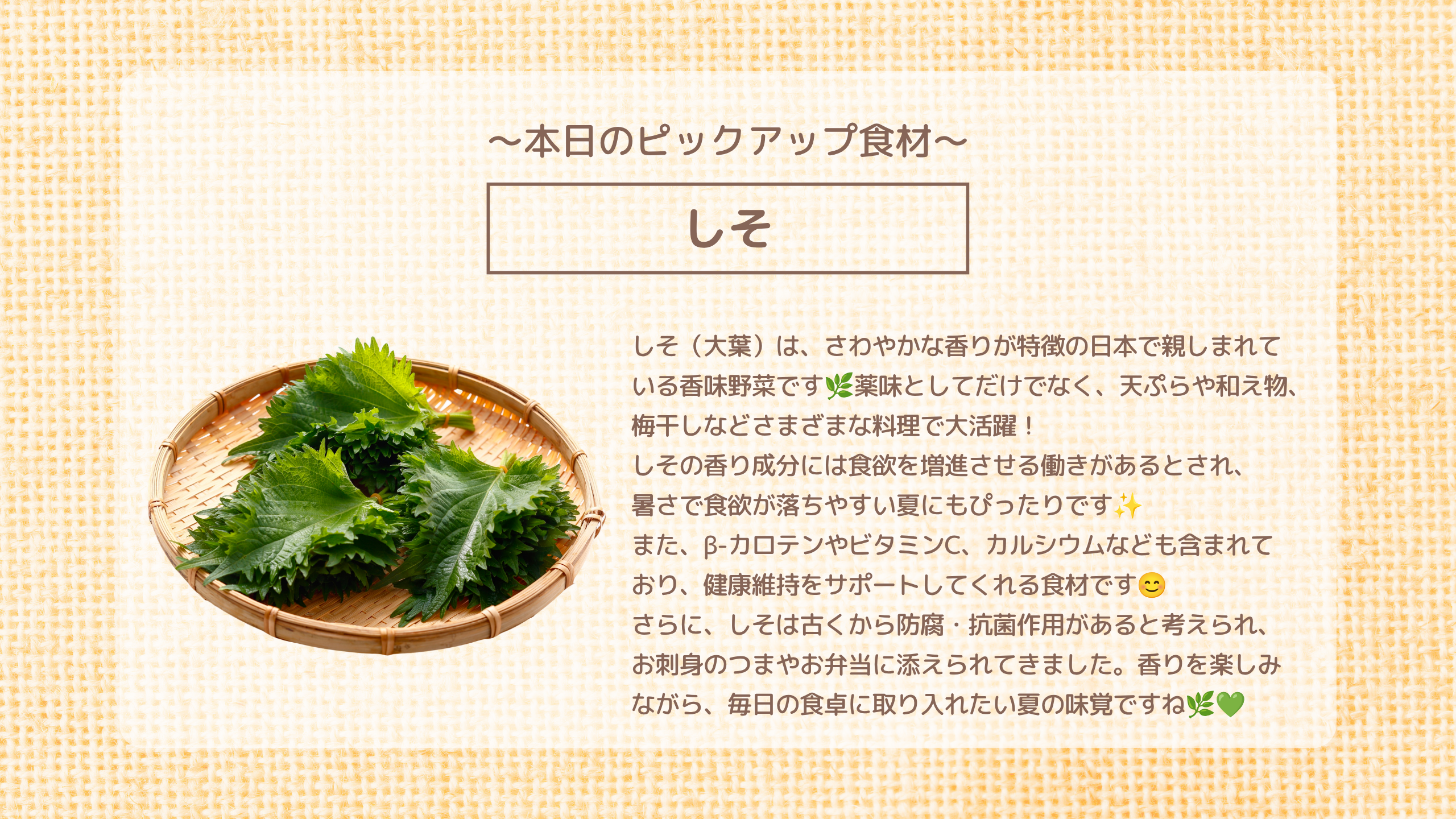 本日のピックアップ食材「しそ」しそ（大葉）は、さわやかな香りが特徴の日本で親しまれて いる香味野菜です🌿薬味としてだけでなく、天ぷらや和え物、 梅干しなどさまざまな料理で大活躍！ しその香り成分には食欲を増進させる働きがあるとされ、 暑さで食欲が落ちやすい夏にもぴったりです✨  また、&beta;-カロテンやビタミンC、カルシウムなども含まれて おり、健康維持をサポートしてくれる食材です😊 さらに、しそは古くから防腐・抗菌作用があると考えられ、 お刺身のつまやお弁当に添えられてきました。香りを楽しみ ながら、毎日の食卓に取り入れたい夏の味覚ですね🌿💚